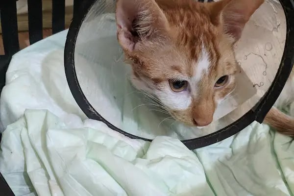Ejder Veteriner Kliniği - Resim 6