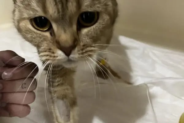 Ejder Veteriner Kliniği - Resim 19