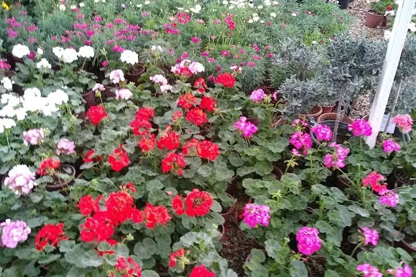 Orkide Flora - Resim 17