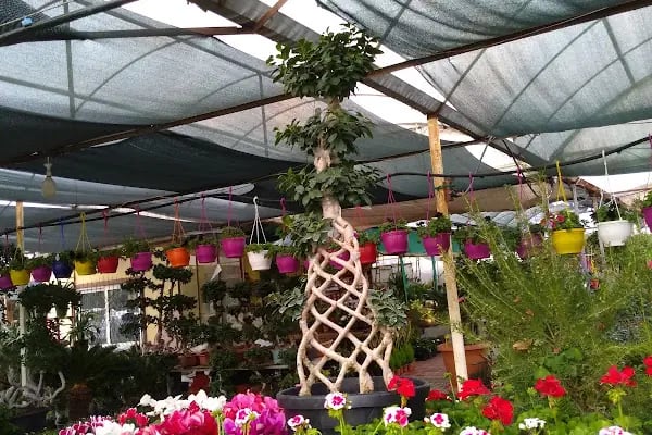 Orkide Flora - Resim 6