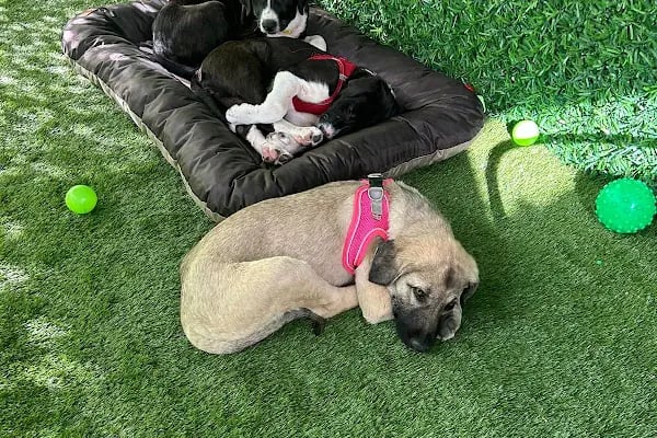 Can Dostum Pet Butik Otel - Resim 15