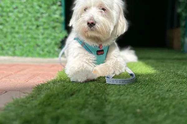 Can Dostum Pet Butik Otel - Resim 6