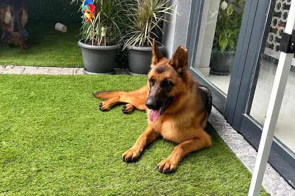Can Dostum Pet Butik Otel - Resim 3