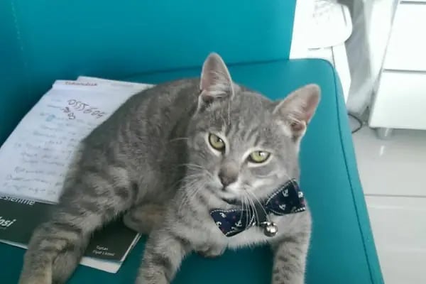 Cidago Veteriner Kliniği Zeytinburnu - Resim 18