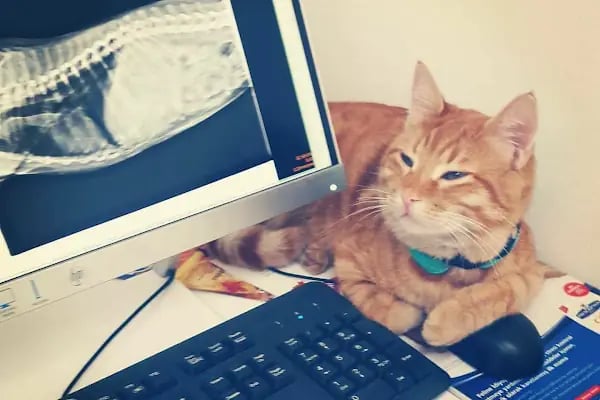 Cidago Veteriner Kliniği Zeytinburnu - Resim 11