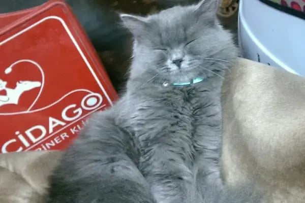 Cidago Veteriner Kliniği Zeytinburnu - Resim 10