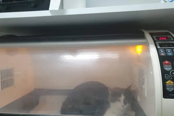 Cidago Veteriner Kliniği Zeytinburnu - Resim 6