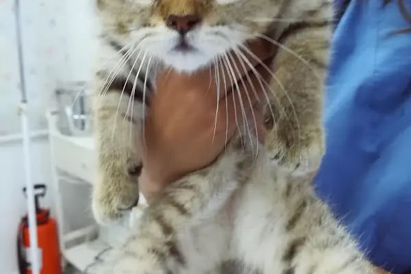 Cidago Veteriner Kliniği Zeytinburnu - Resim 7