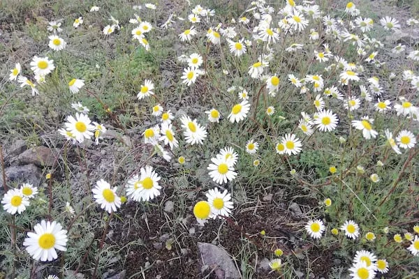 Sahinler Milli Parki - Resim 13