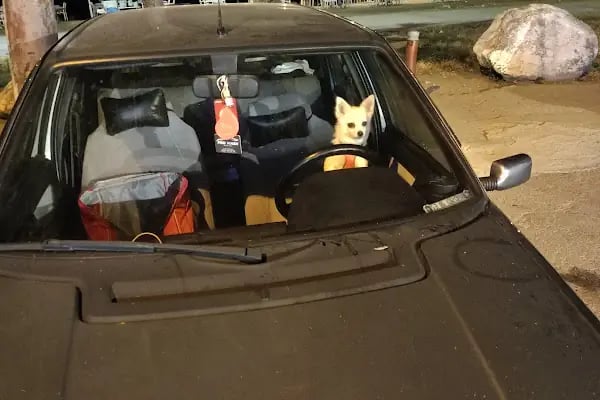 Özel Doğuş Vet Veteriner Kliniği - Resim 9
