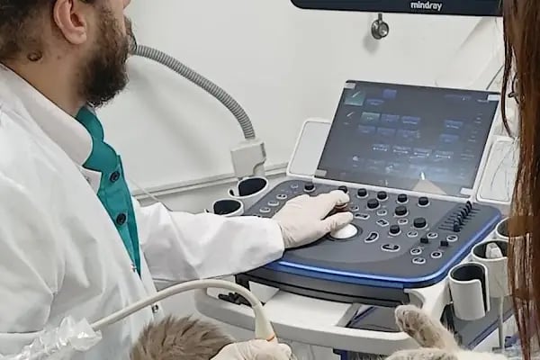 Özel Doğuş Vet Veteriner Kliniği - Resim 11