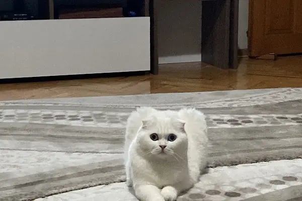 Özel Doğuş Vet Veteriner Kliniği - Resim 2
