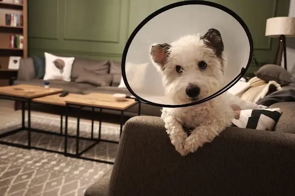 Özel Doğuş Vet Veteriner Kliniği - Resim 3