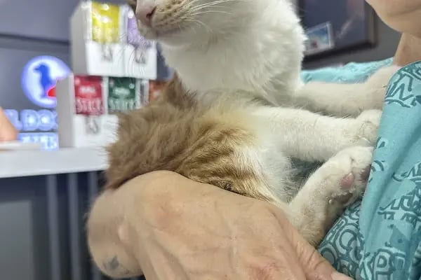 Özel Doğuş Vet Veteriner Kliniği - Resim 4