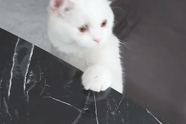 Özel Doğuş Vet Veteriner Kliniği - Resim 8
