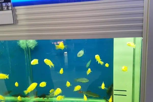 Afacan oyuncak ve petshop - Resim 11
