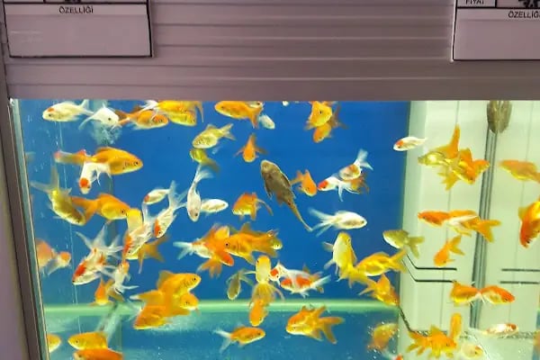Afacan oyuncak ve petshop - Resim 9