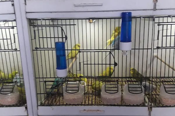 Afacan oyuncak ve petshop - Resim 10