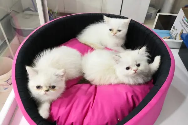 Afacan oyuncak ve petshop - Resim 16