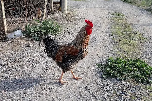 Buca Belediyesi İzcilik ve Doğa Sporları Merkezi - Resim 8