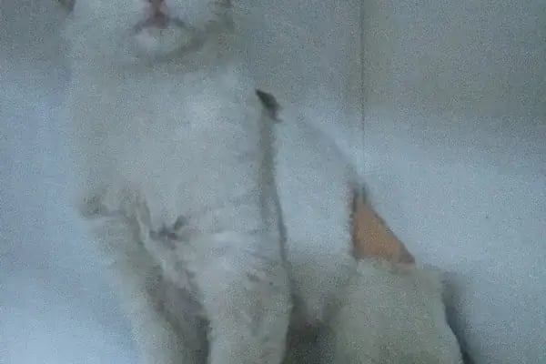 FourVet Veteriner Kliniği - Resim 3