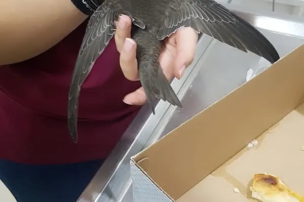 FourVet Veteriner Kliniği - Resim 6