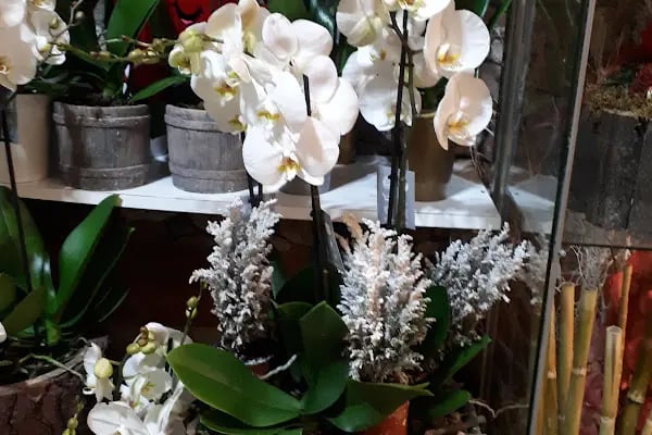 Ataşehir Daisy çiçek - Resim 17