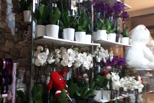 Ataşehir Daisy çiçek - Resim 2