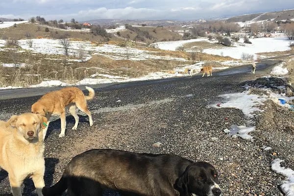 Hayati GÜRTAN Hatıra Ormanı - Resim 14