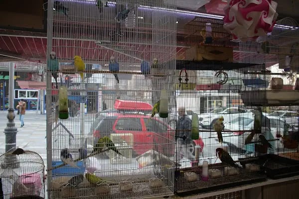 CİCOZ PETSHOP - Resim 3