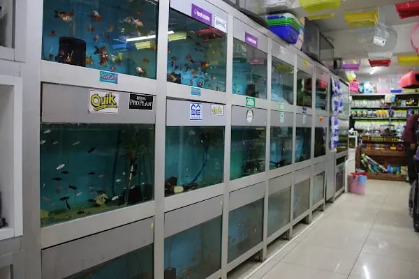 CİCOZ PETSHOP - Resim 14