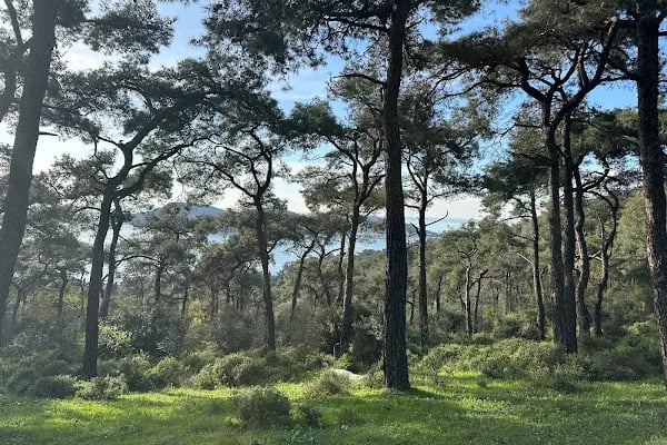 Büyükada İsa Tepesi - Resim 8