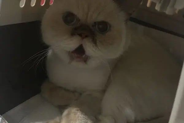 Halkalı Veteriner Kliniği - Resim 17