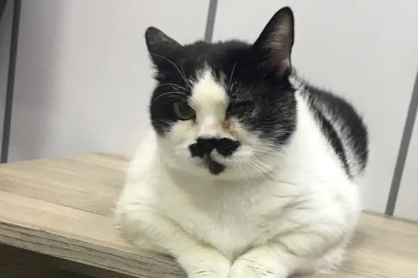 Halkalı Veteriner Kliniği - Resim 3