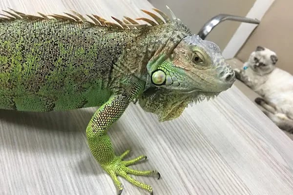 Halkalı Veteriner Kliniği - Resim 20
