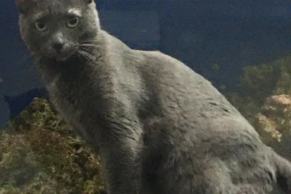 Halkalı Veteriner Kliniği - Resim 13