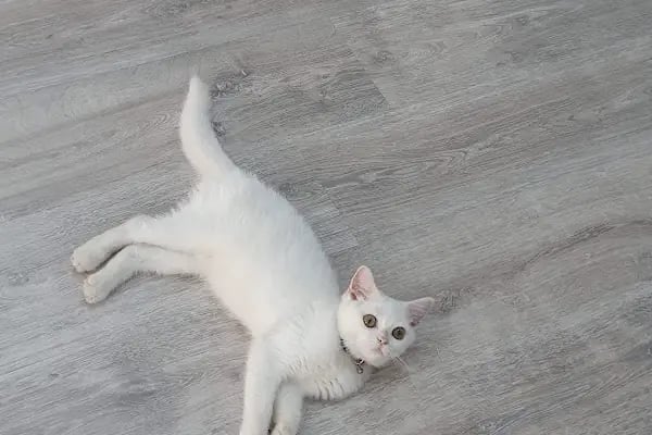 Halkalı Veteriner Kliniği - Resim 5