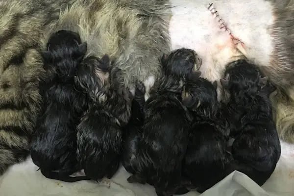 Halkalı Veteriner Kliniği - Resim 16