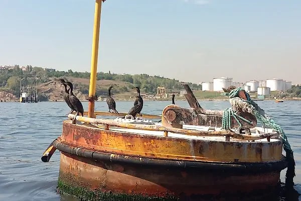 Mavi Deniz Tekne Kiralama ve Balıkçı malzemeleri - Resim 4