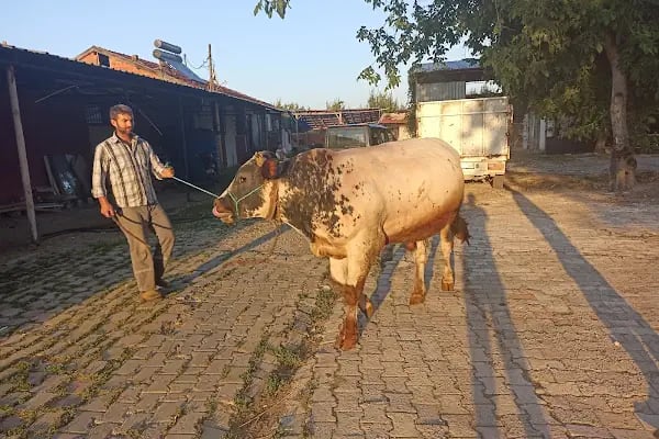 Güzel kardeşler çiftliği - Resim 3