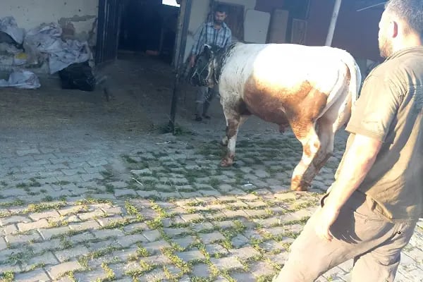 Güzel kardeşler çiftliği - Resim 4