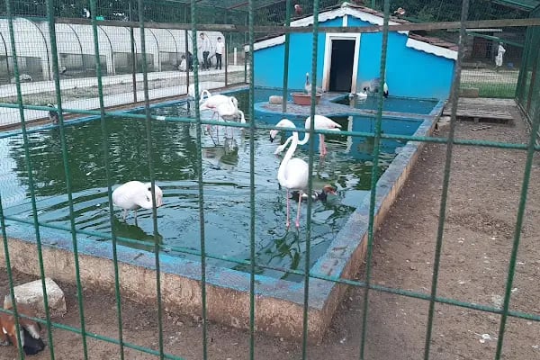 Doğa Şara Butik Hotel - Resim 9