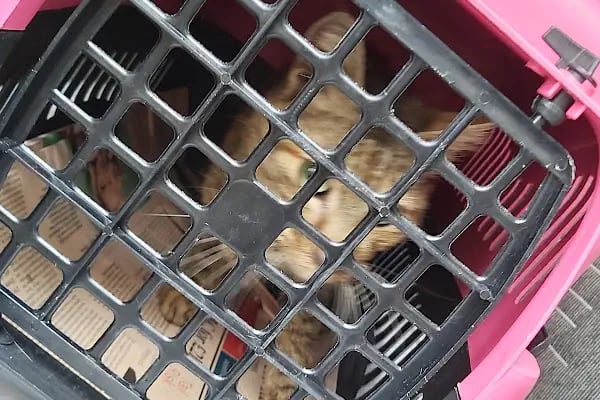 Pet Taksi Sevimli - Resim 18