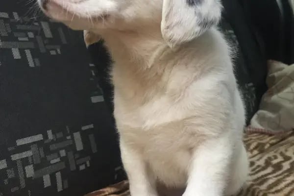 Pet Taksi Sevimli - Resim 20