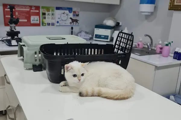 Ankara Gazi Veteriner Kliniği - Resim 15