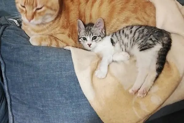 Ankara Gazi Veteriner Kliniği - Resim 12