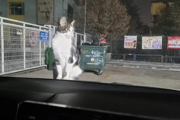 Ankara Gazi Veteriner Kliniği - Resim 20