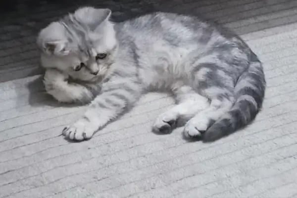 Ankara Gazi Veteriner Kliniği - Resim 19