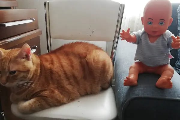 Ankara Gazi Veteriner Kliniği - Resim 10