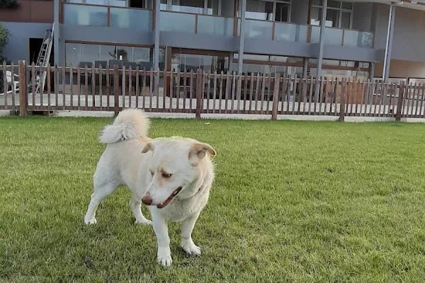 Brave Otel - Çitari Balık - Resim 13
